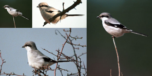 Great Gray Shrike