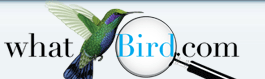 WhatBird