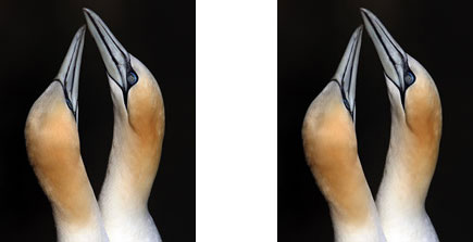 gannets