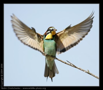 Merops apiaster