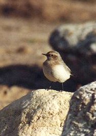 pied wheatear