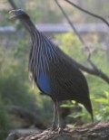 Vulturine Guineafowl