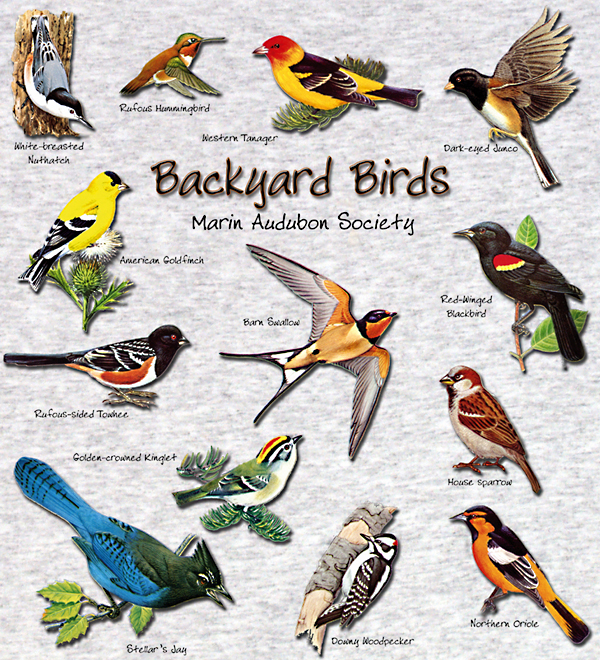 Birds in the Backyard - Ornithology