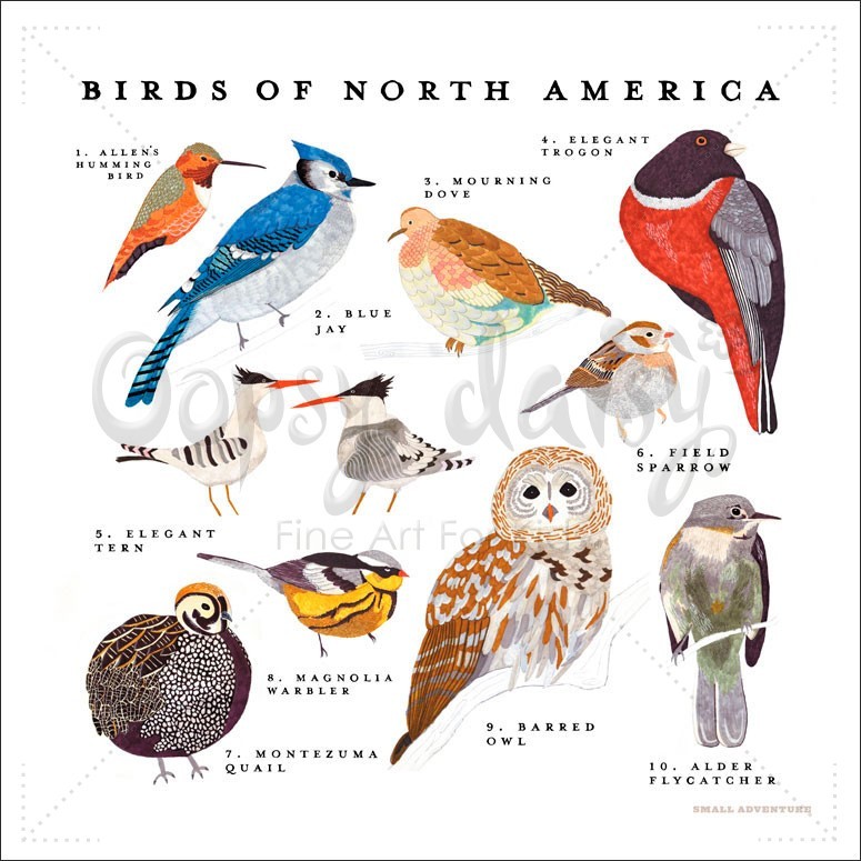 North America-birds – Ornithology