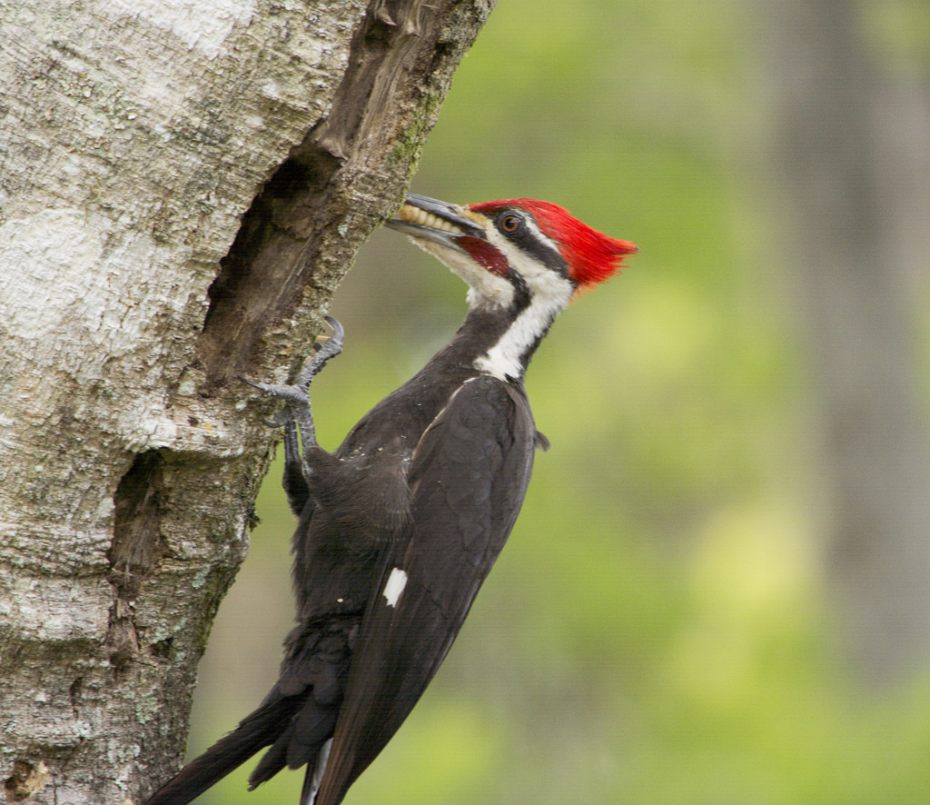 Why do Woodpeckers Peck? – Ornithology