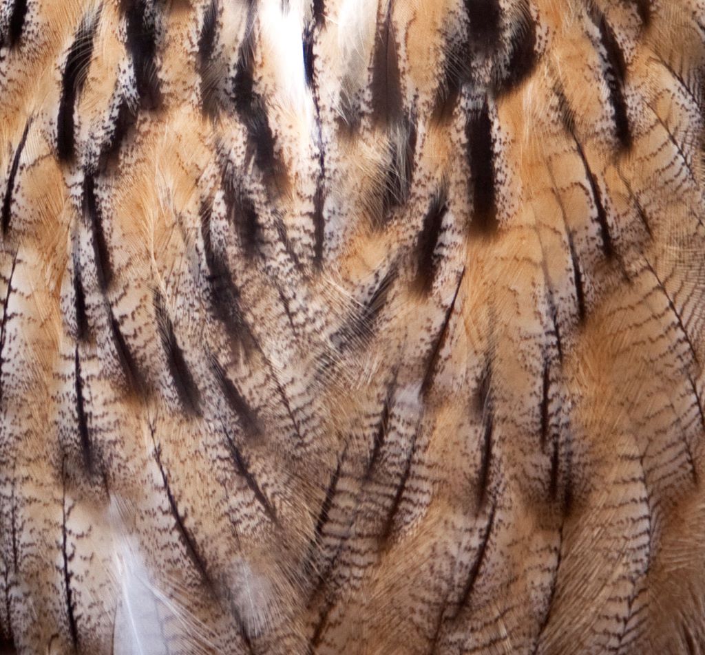 Feathers Make the Bird – Ornithology