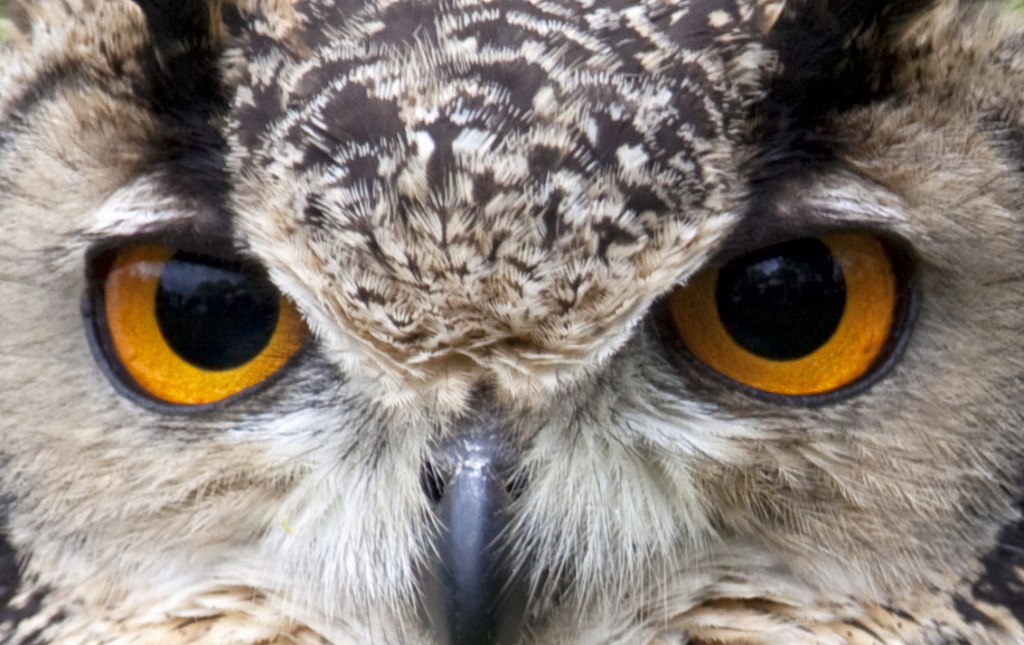 Iridology and Owl’s Eyes – Ornithology
