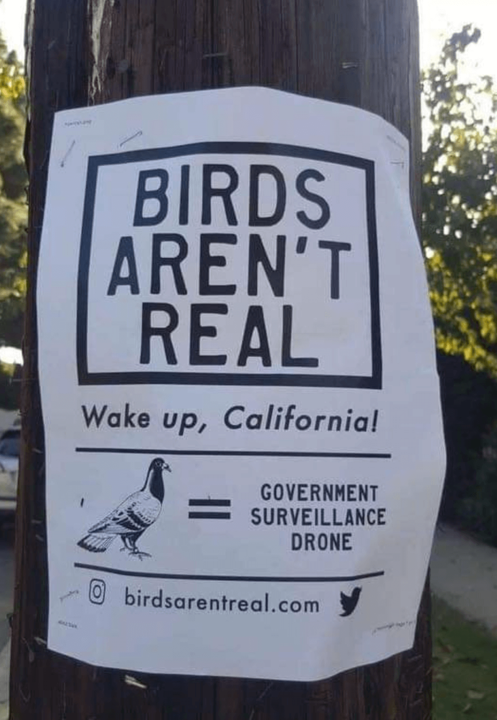 Are Birds Real? Ornithology