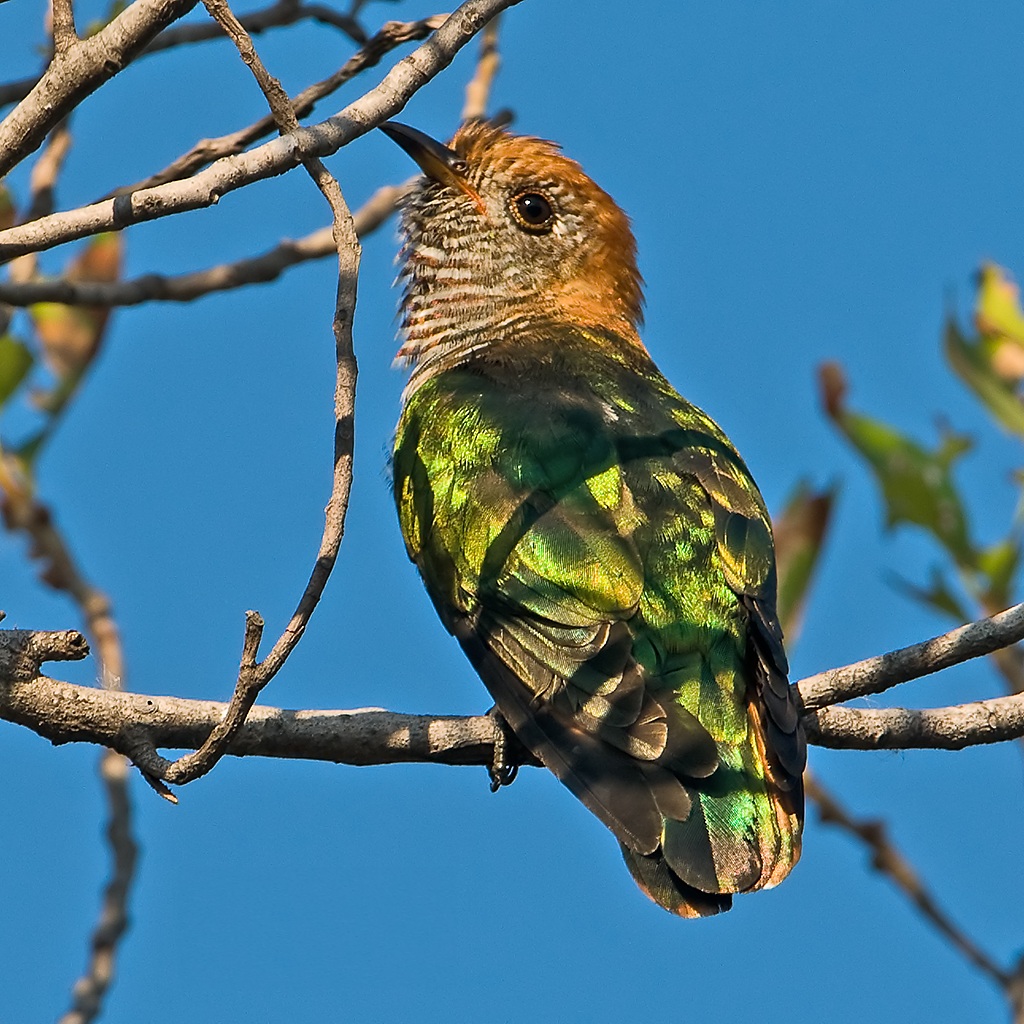 Female Asian Emerald Cuckoo from Bangladesh bird