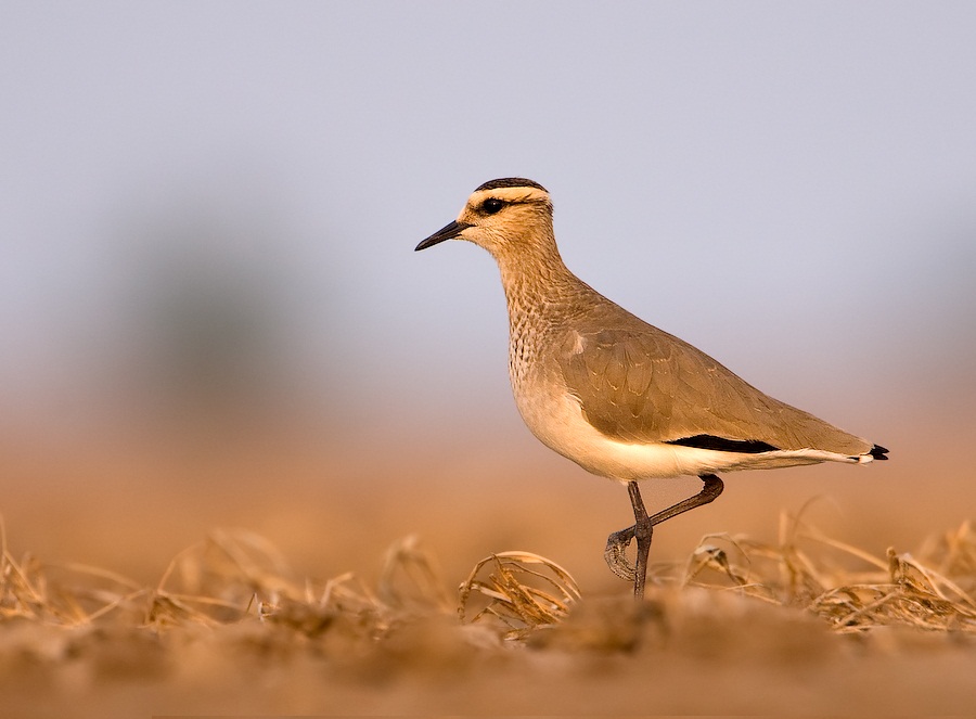  Birds Sociable Plover By Cks3976 - Photographed by mePreviously published: www.walkinthewild.net