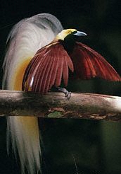 birdparadise