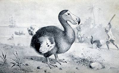 Dodo from The Ivory Bill birds