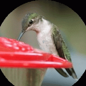 ruby_throated_hummingbird-female