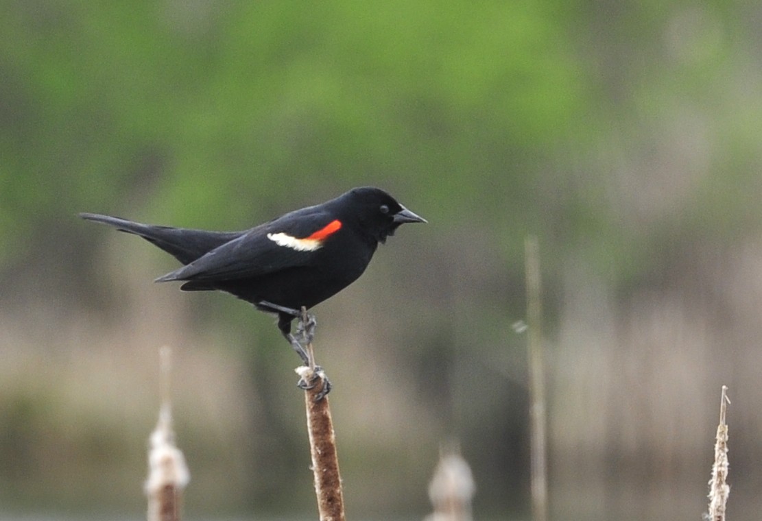 Red_Wing_Blackbird birds