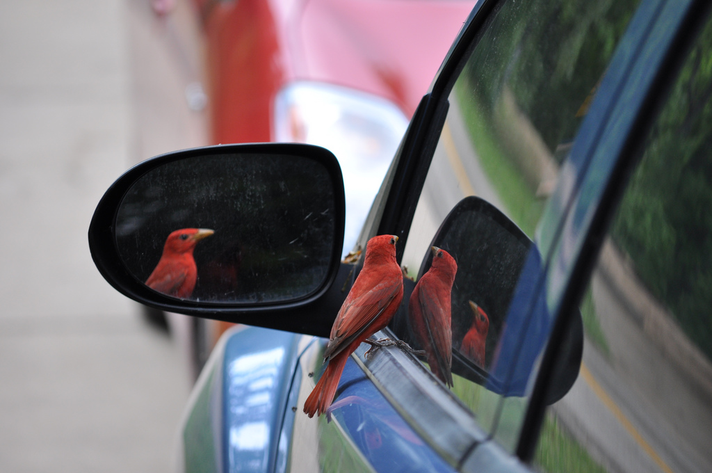Bird_and_reflections,_automobile_window_and_mirror