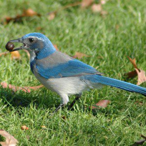 Western_Scrub_Jay_holding_an_Acorn_at_Waterfront_Park_in_Portland,_OR