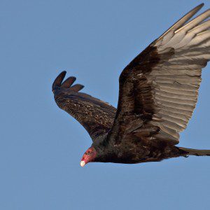 Turkey Vulture (Cathartes aura) on Morro Strand State BEach, Morro Bay, CA 21 March 2008 - Photo by Michael "Mike" L. Baird  http://bairdphotos.com, Canon 1D Mark III with 100-400mm IS lens handheld.
