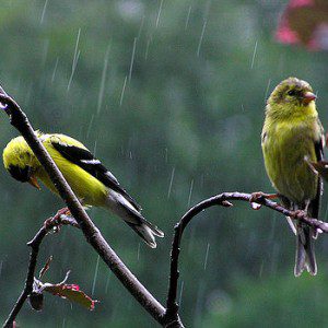 birds in the rain