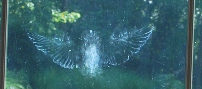 Birds and Windows - Ornithology