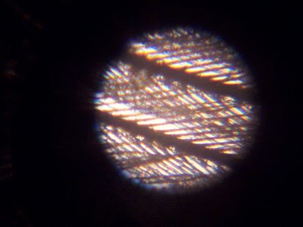 Magnified feather showing barbs and barbules