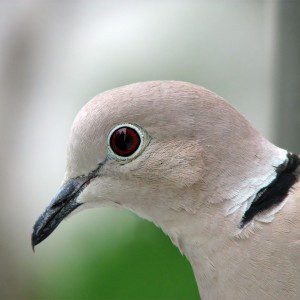 Collared_Dove_-upper_body_profile-8 bird