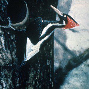 Ivory-billed_Woodpecker_by_Jerry_A._Payne