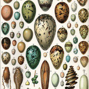 birds eggs