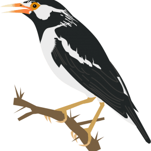 Asian_Pied_Starling.svg