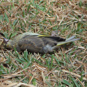 Why Don't You See Dead Birds Lying Around? – Ornithology