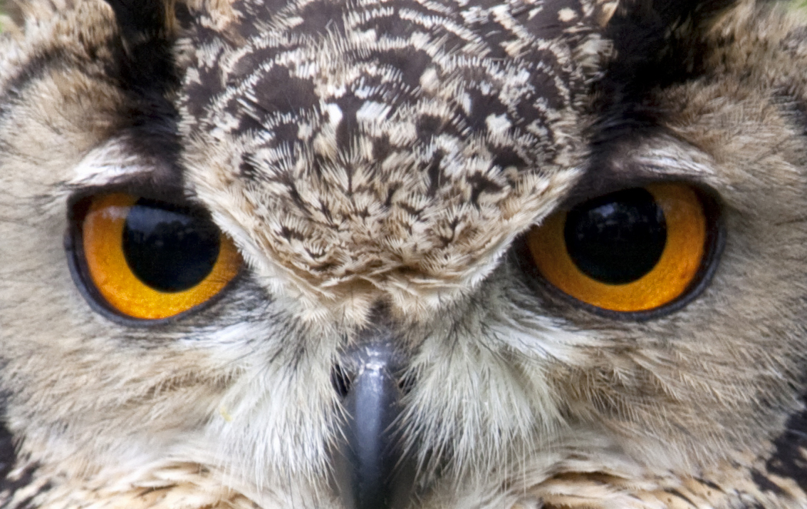 Iridology And Owl s Eyes Ornithology