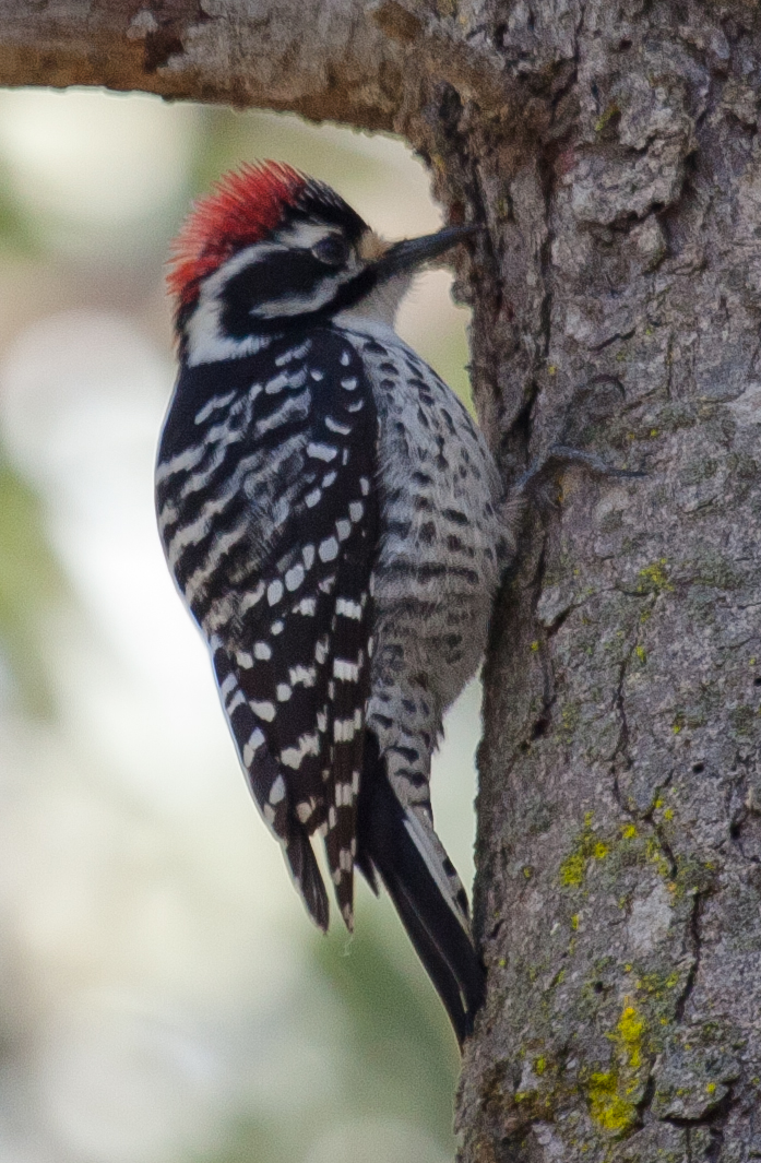 This Nuttall's Woodpecker, Picoides nuttallii, is a species of woodpecker named after naturalist Thomas Nuttall. Seen on the path to the beach just outside the The Monarch Grove at Pismo State Beach in the CA State Park Pismo Butterfly Preserve, Pismo, CA, 13 Feb. 2011 http://en.wikipedia.org/wiki/Nuttall's_Woodpecker says Nuttall's Woodpecker is common in groves of live oak and chaparral west of the Sierra mountains in the state of California and extends south into the top of the Baja California Peninsula of Mexico. Nuttall's Woodpecker is a small woodpecker about 6 to 7 inches in length. It is primarily colored black and white, with a barred pattern across its back and wings, and a plain black tail. Its white breast is also speckled with black on the flanks and rump. The male Nuttall's also has a red patch on the back of its head. Nuttall's Woodpecker is very similar in appearance to the Ladder-backed Woodpecker, but Nuttall's Woodpecker has more black on the head, face, and upper back, and males have less red on the head. The range of the two species only intersects a minimal amount in southern California and northern Baja California, so misidentification should not be a concern over the majority of their range. This species has hybridized with the Ladder-backed Woodpecker and with the Downy Woodpecker as well. I note that an earlier photo of mine has been posted by someone on the above Wikipedia page to http://en.wikipedia.org/wiki/File:Picoides_nuttallii_Morro_Bay.jpg http://en.wikipedia.org/wiki/File:Picoides_nuttallii_Morro_Bay.jpg from my http://www.flickr.com/photos/mikebaird/512701060/ from this set http://www.flickr.com/photos/mikebaird/sets/72157600262471239/