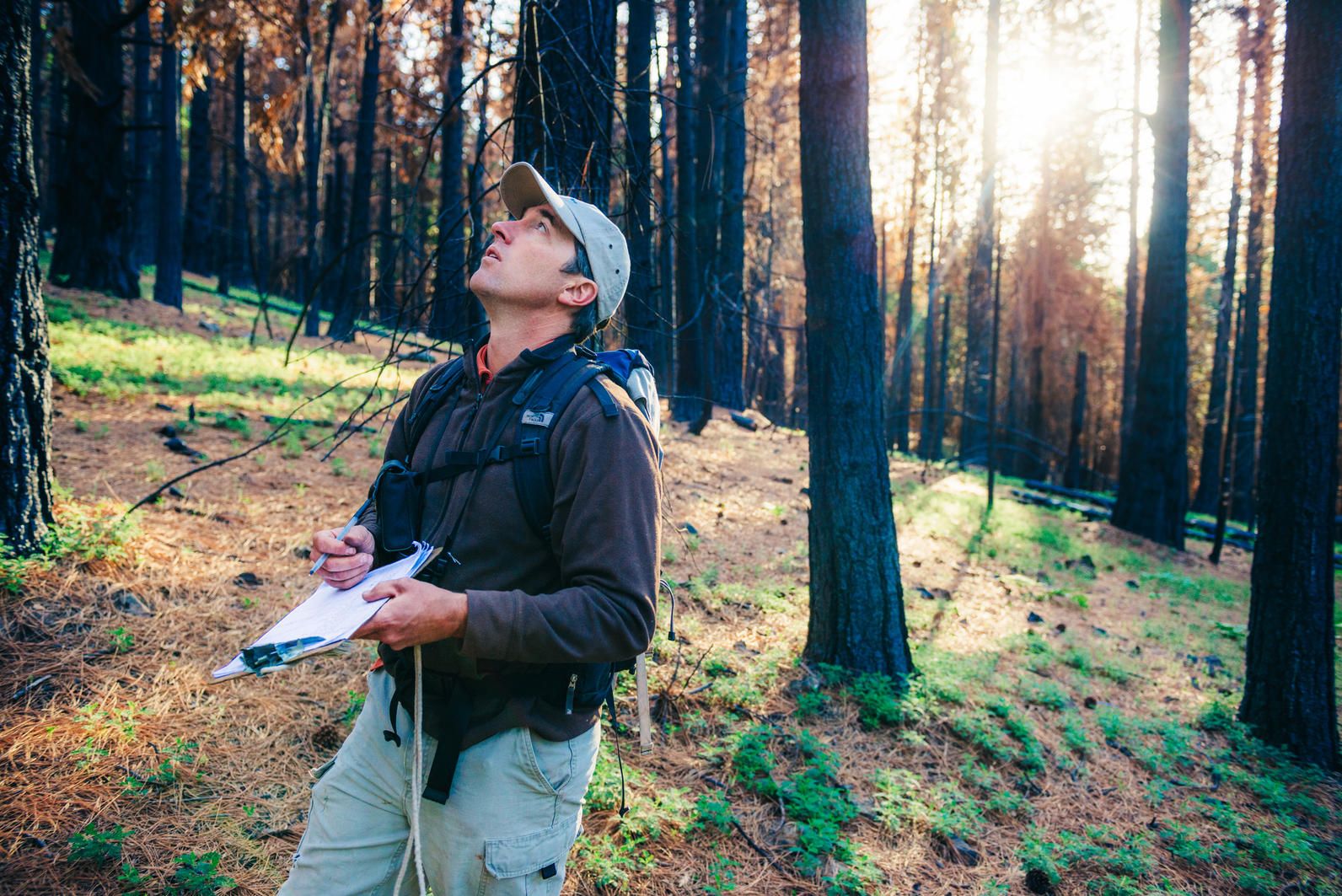 Using this auditory repertoire of several hundred calls, Ryan Burnett monitors birds in five-minute point counts to assess the long-term health of habitat. The Black-backed Woodpecker's call is a sharp, distinct check. Photo: Ken Etzel