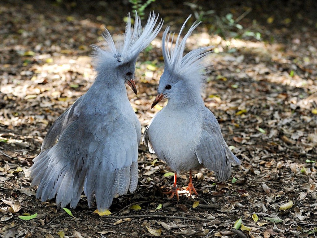 New Caledonia Kagu Ornithology New Caledonia Kagu Ornithology
