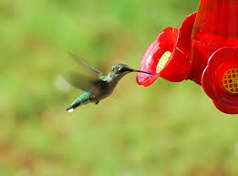 hummingbiird