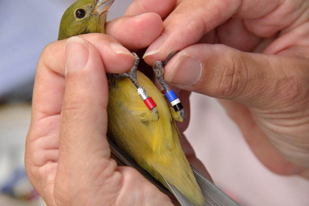 Bird Banding – Ornithology