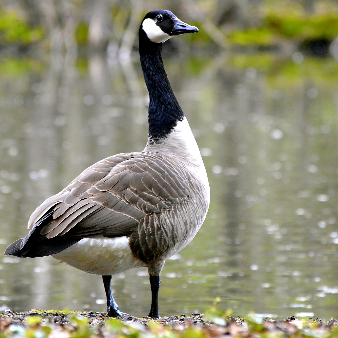 Canada Geese – Ornithology