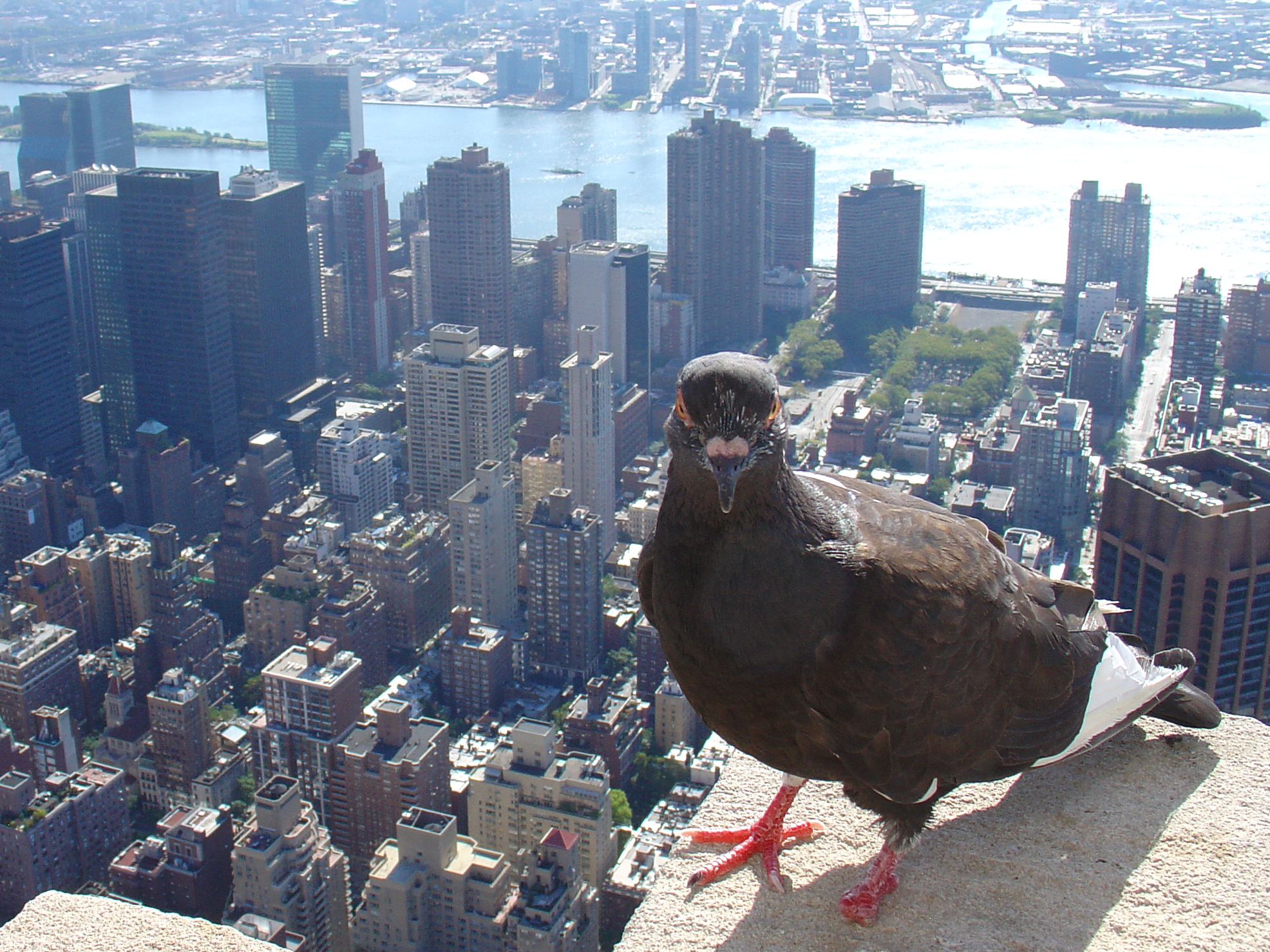 "Behavior of New York Bird"
