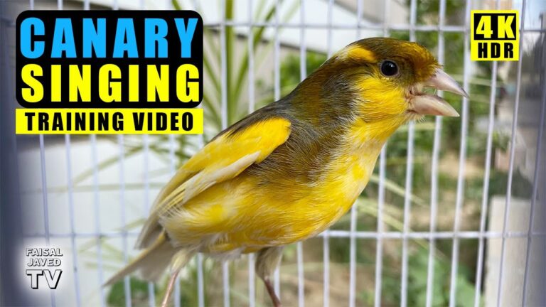 Singing Canaries - Ornithology - Boys Singing Canaries Pitch